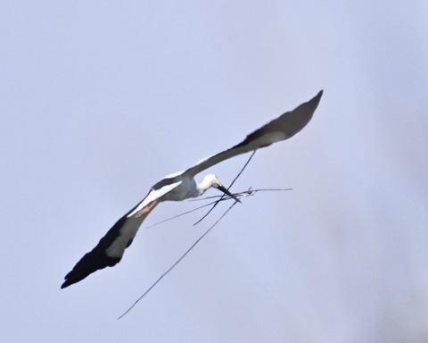 巣材運ぶコウノトリ8257