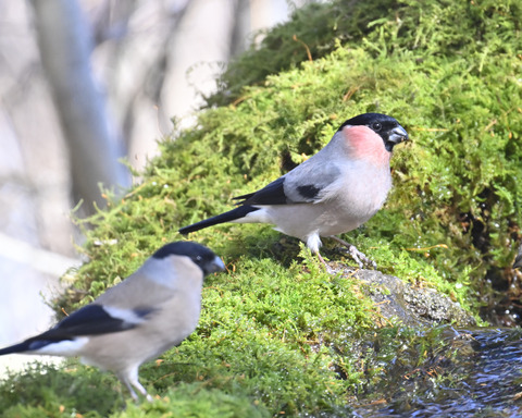 アカウソ♂・♀0670