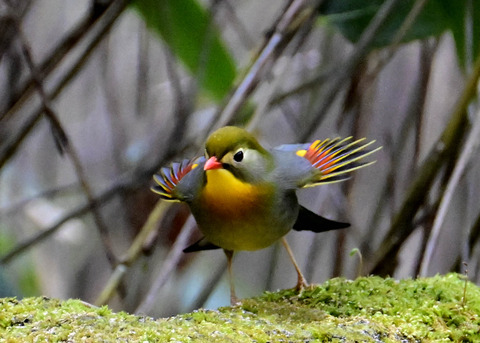 ソウシチョウ7205