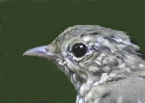 キビタキ幼鳥1000