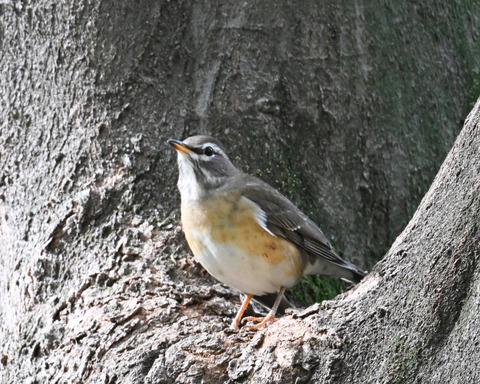 マミチャジナイ9577