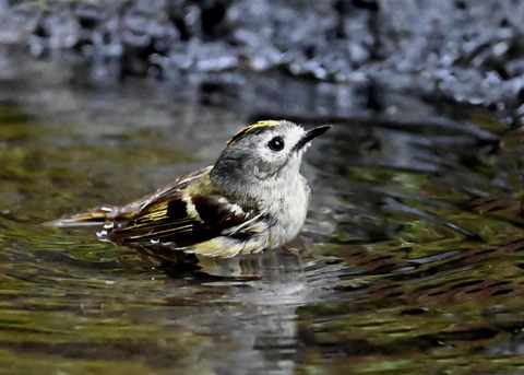 キクイタダキ♀0185