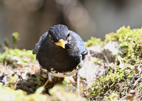 クロツグミ♂5491