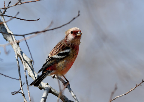 ベニマシコ♂1722