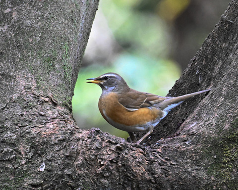 マミチャジナイ2504