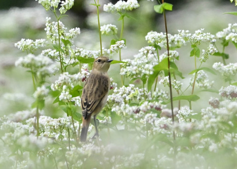 ノビタキ♀7040