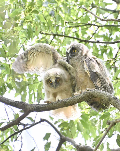 トラフズクの雛②4385-②