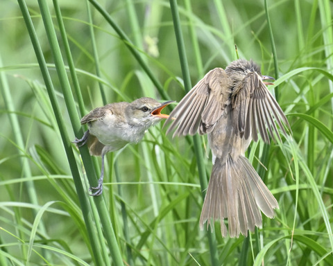 オオヨシキリ7566