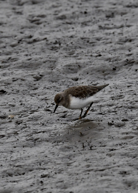 オジロトウネン3647