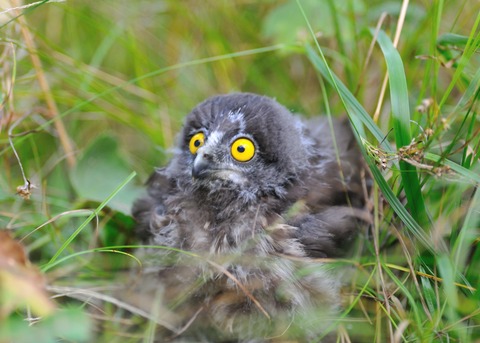 アオバズクのひな6929