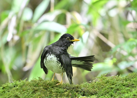 クロツグミ♂0208