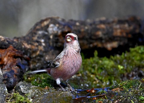 ベニマシコ♂5443