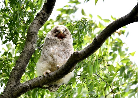 フクロウのヒナ①4247