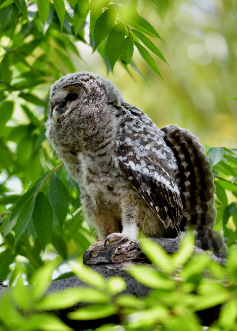 フクロウのヒナ0591