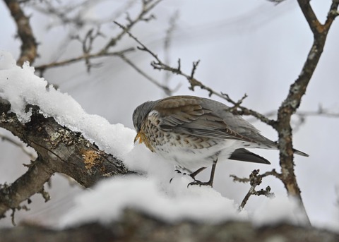 ノハラツグミ1306
