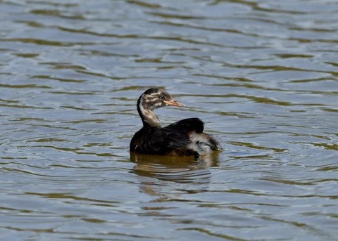 カイツブリ幼鳥0252