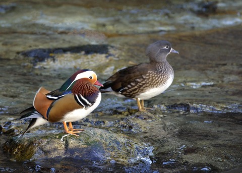 オシドリ♂♀0307 - コピー