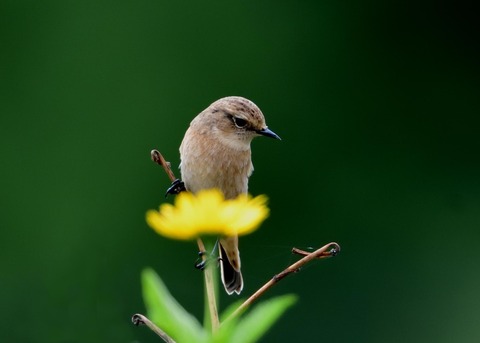 ノビタキ♀冬羽3995