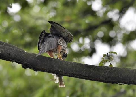 チゴハヤブサ3291