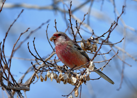 ベニマシコ♂1512