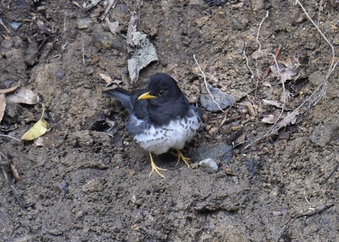 クロツグミ♂3631