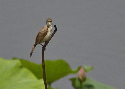 オオヨシキリ2009