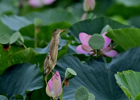 ヨシゴイ♀9245