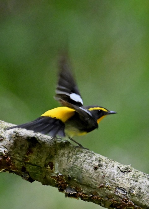 キビタキ成鳥♂5958