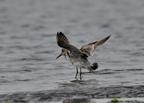 飛ぶ・オバシギ幼鳥4576