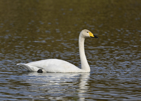 ハクチョウ0927×