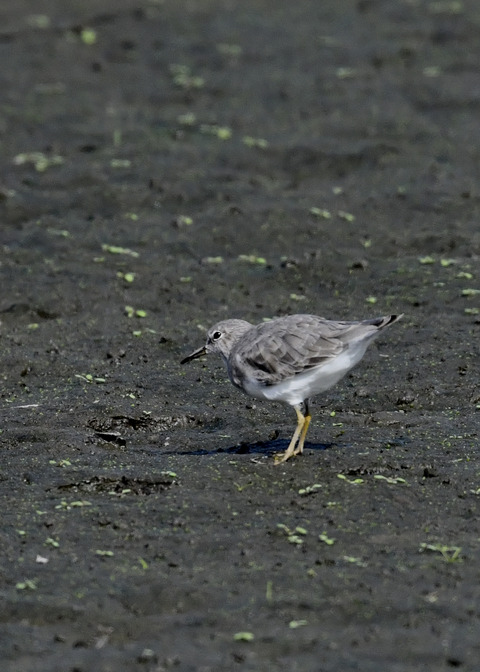 オジロトウネン5039