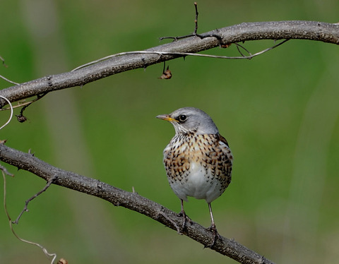 ノハラツグミ8481