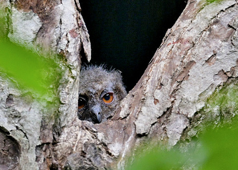 オオコノハズクのヒナ6364 - コピー