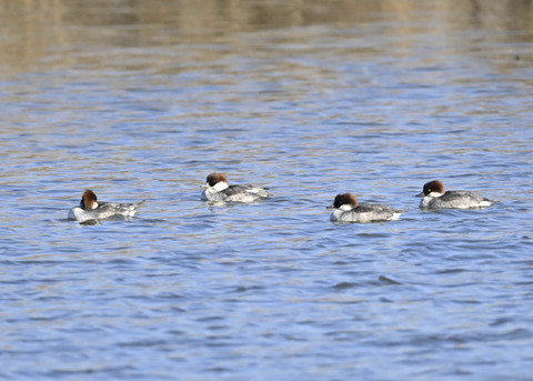 ミコアイサ♀5407