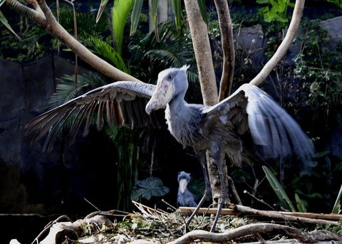 ハシビロコウ♂2796