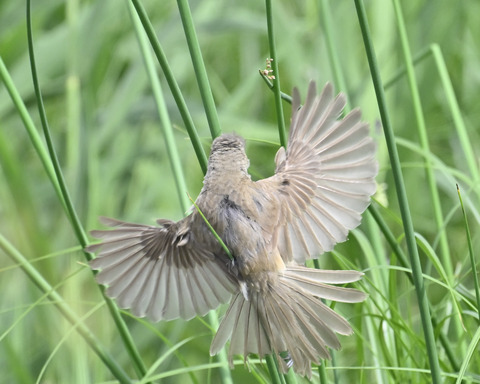 オオヨシキリ7561