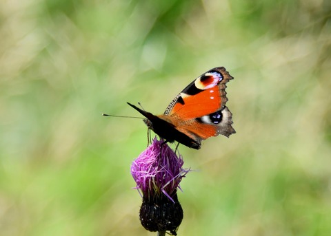 クジャクチョウ2457