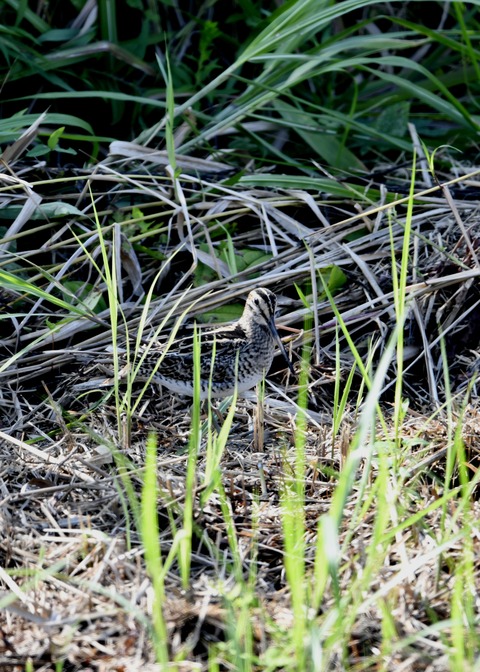 チュウジシギ0284