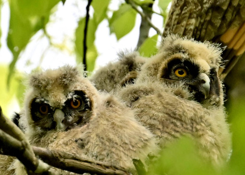 トラフズクのヒナ1145