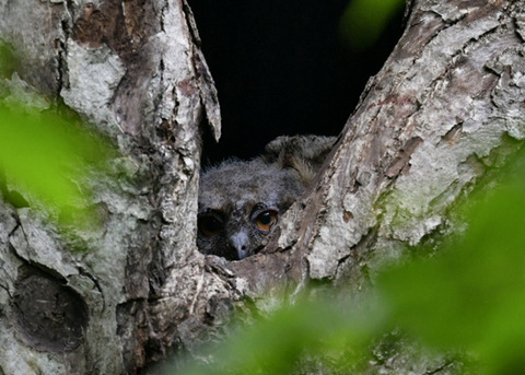 オオコノハズクのヒナ5949