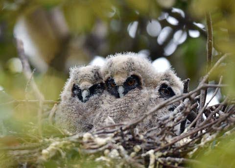 トラフズクのヒナ③④⑤6973