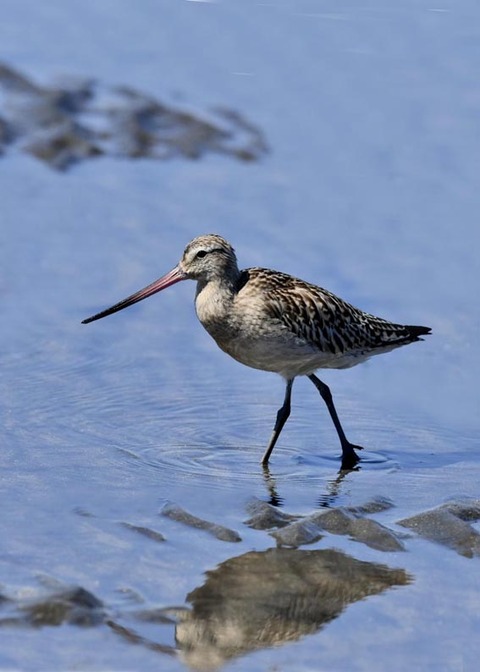 オオソリハシシギ9224