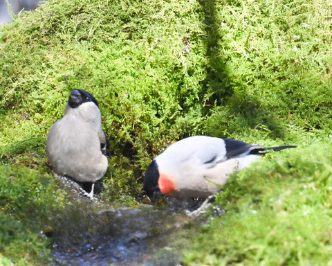 アカウソ♂・♀2517