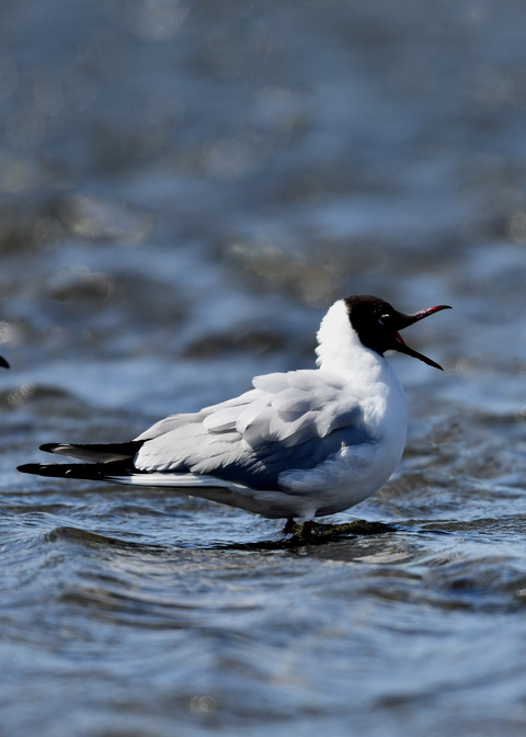 ユリカモメ夏羽9139