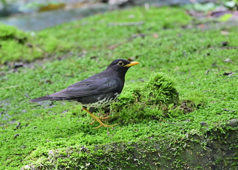 クロツグミ♂1221