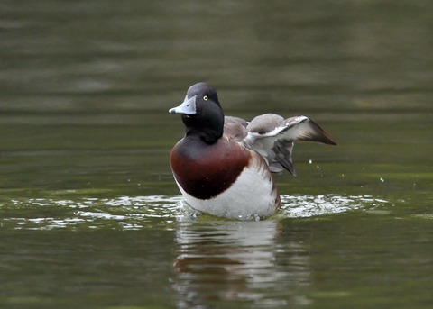 アカハジロ♂8793