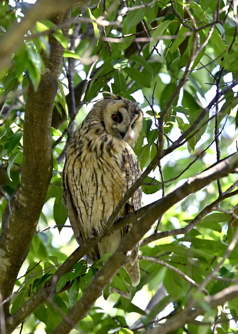 トラフズク♂3107