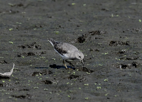 オジロトウネン5051