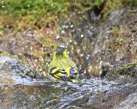 マヒワの水浴び9908