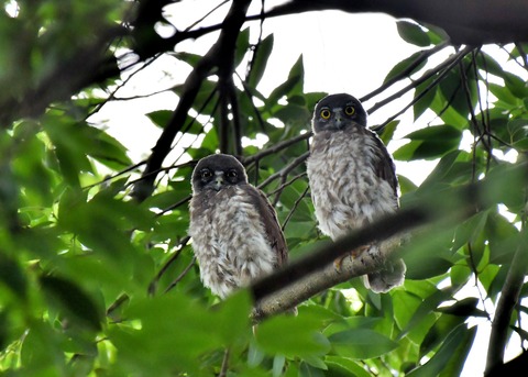 アオバズクのヒナ6564